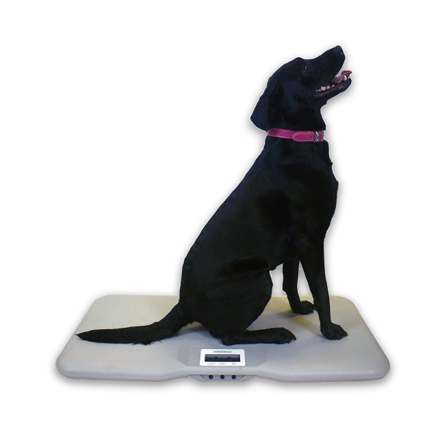 Large Digital Pet Scales