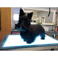 Aeolus Professional Electric Dog Grooming Table with LED grooming platform