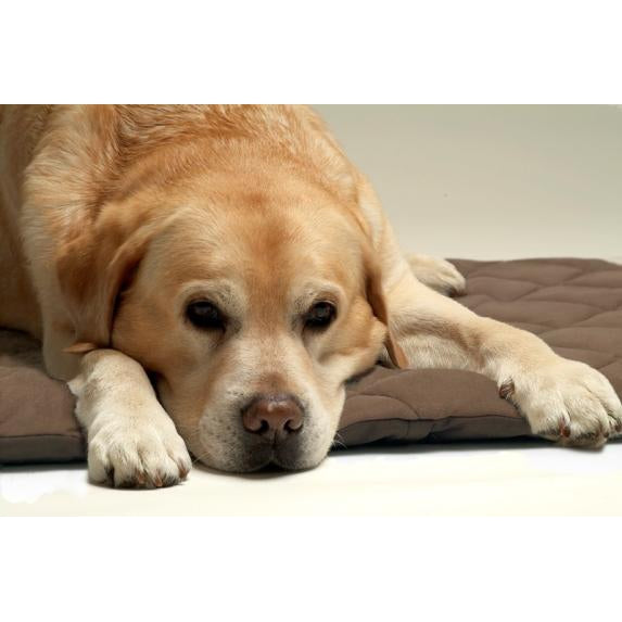 Petlife Flectabed Q Heat Reflective Quilted Thermal Bed - BROWN