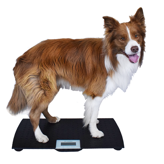 Marsden V-100 Small or Medium Dog Veterinary Weighing Scale
